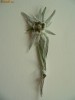 Floare de colt cultivata 10 buc