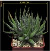 CACTUS - ALOE ARISTATA