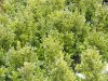 buxus