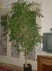 ficus benjamina