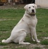 Labrador auriu pentru monta