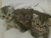 pui pisica persana exotic shorthair