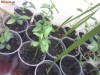 Plante citrice - lamai, minori, mandarini