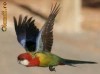 Vand  papagal Rosella