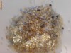granule plastic