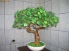 Bonsai artificial