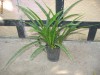 Sabiuta planta de ghiveci