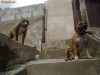 Pitbull  Sibiu