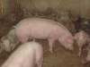 PORCI 100-150