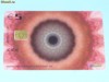 CARTELA TELEFONICA OLANDA 2006 - 5 EURO