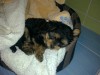 YORKSHIRE TERRIER TOY, 7 SAPTAMANI!DE VANZARE!