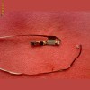 Webcam Packard Bell SJ81