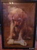Puzzle Labrador 1000 piese