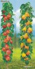 PAR COLUMNAR, TIMPURIU (GALBEN sau ROSU) (special pt. BALCON, TERASA sau GRADINA)