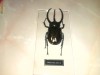 INSECTE ARTIFICIALE IN CUTIE
