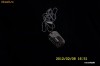 Pandativ inox Dolce & Gabbana - PRET PROMOTIONAL (PRET VECHI 200 RON) -