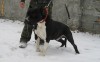 pui pitbull american big breed talie mare gen american bully