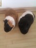 Porcusori de Guineea