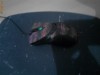 Mouse A4Tech X7 Oscar + Tastatura X7G100 + Casti A4Tech + Mouse Pad