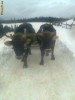 Vand 2 Boi de padure