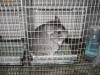 Vand Ferma chinchilla