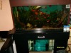 acvariu 280 litri complet acvariu 280 litri complet