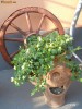 HEDERA JASMINE
