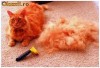 Furminator S sau M pisica pisici motan motani Furminator S sau M pisica pisici motan motani