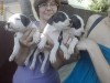 Vand urgent pui pitbull (femele)
