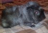 porcusor de guineea frezat - mascul, 4 luni