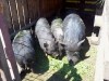 Porci vietnamezi