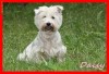 Femela adulta de rasa West Highland White Terrier (Westie) 3 ani, 300 ron! OKAZIE!