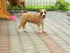Pui amstaff de vanzare