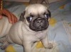 Mops Carlin pui