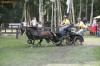 Welsh Pony Sectiunea A
