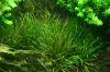Blyxa japonica plante naturale acvariu