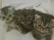 pui pisica persana exotic shorthair foto