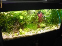 PACHET PLANTE COMPLET (gaszon,fata,mijloc,spate,muschi acvariu) 17specii