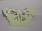 Set 50 cutiute fluture VERNIL pentru marturii nunta/ botez