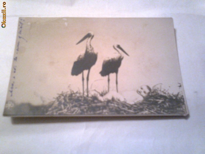 Carte Postala - M-a adus barza !    Circulata 19 martie 1903 foto mare
