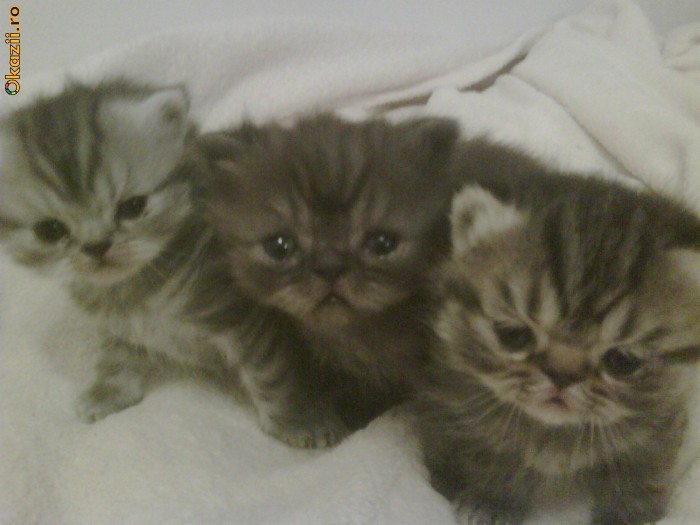 pui pisica persana exotic shorthair foto mare