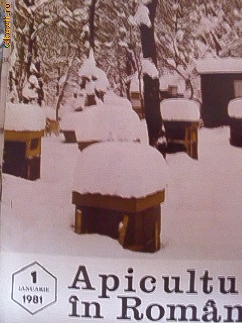APICULTURA IN ROMANIA -IANUARIE 1981 foto mare