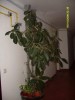 vand ficus 2,5 m