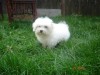 bichon maltez bichon maltez