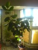 Vand FICUS - 2,50 m