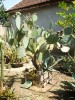 Vand cactus Opuntia