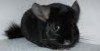 Chinchilla, cincilla, cincila, sinsila