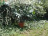 Vand ficus