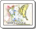 FELICITARE MUZICALA