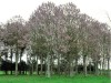 Puiet Paulownia elongata